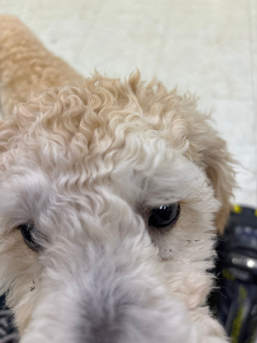 Used Bauer Supreme 1s 9” Shin Guards